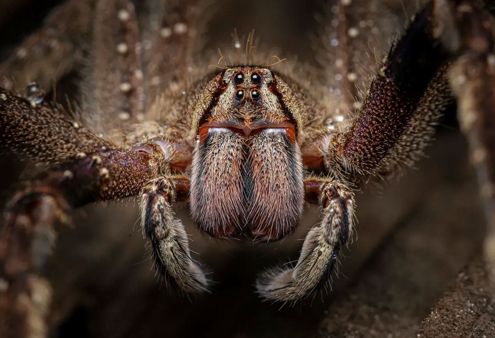 Bizarre Spider Invasion Sends Grocery Store into Panic Mode